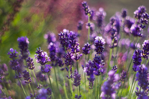 lavender flowers in the garden - abstract background - Fotografie, Obrázek