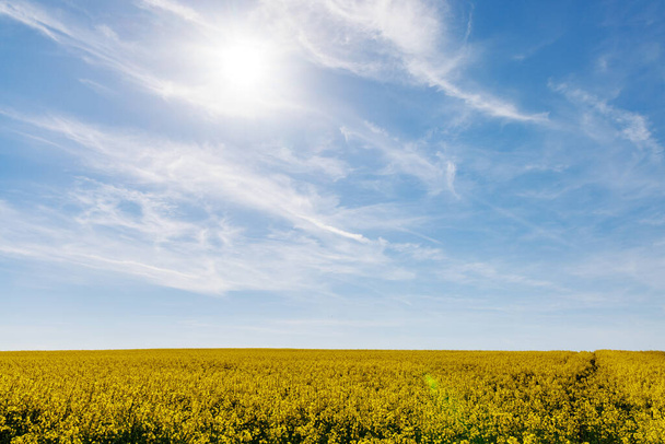 Grande primavera prados floridos com plantas pequenas amarelas brilhantes em um vale montês com campos plantados contra um céu nublado azul diurno, no país quente da Bulgária - Foto, Imagem