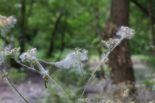 Poplar fluff in the summer forest - Photo, Image
