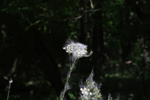 Poplar χνούδι στο θερινό δάσος - Φωτογραφία, εικόνα
