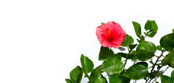 Hibiscus flower with leaves on white background.  - Photo, Image