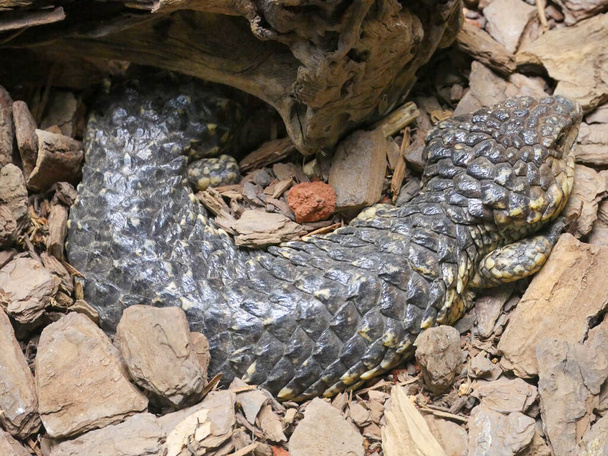 Tiliqua rugosa, most commonly known as the shingleback lizard or bobtail lizard crawling on road - Photo, Image