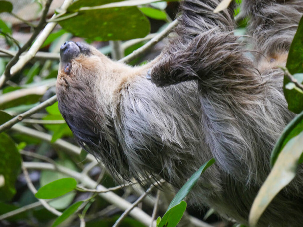 Líné zvíře visí na stromě. Sloths jsou skupina neotropních xenarthranských savců, tvořících podřád Folivora. Známý pro jejich pomalost pohybu. - Fotografie, Obrázek