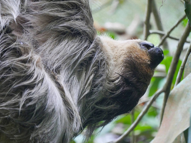 Líné zvíře visí na stromě. Sloths jsou skupina neotropních xenarthranských savců, tvořících podřád Folivora. Známý pro jejich pomalost pohybu. - Fotografie, Obrázek
