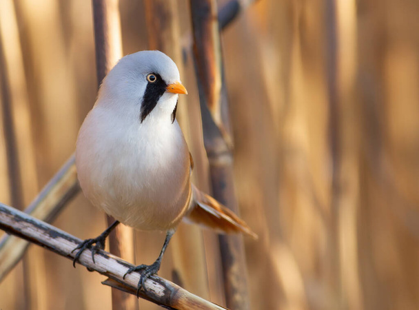 Bearded reedling, Panurus biarmicus. A bird sits on a reed stalk by the river. - Zdjęcie, obraz