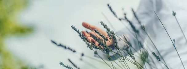 Image panoramique rêveuse d'une main féminine se déplaçant à travers les fleurs de lavande - Photo, image