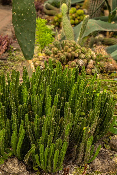 Im Wintergarten wachsen Euphorbia sukkulente und verschiedene Kakteenarten in der Erde. Unschärfe und selektiver Fokus - Foto, Bild
