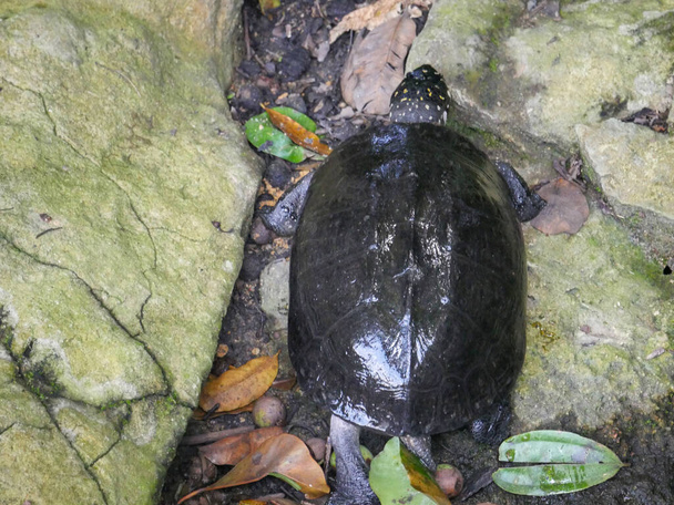 Tartaruga di stagno nero (Geoclemys hamiltonii), conosciuta anche come tartaruga di stagno maculato rilassante vicino all'area dello stagno - Foto, immagini
