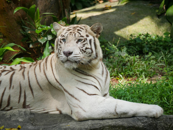 White tiger or bleached tiger seated and relaxing in Jungle - Φωτογραφία, εικόνα