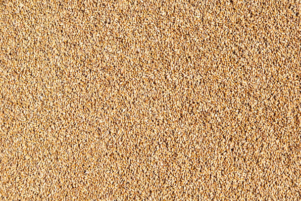 Wheat grains in sack. Close-up of cereal seeds. High quality photo - Fotoğraf, Görsel