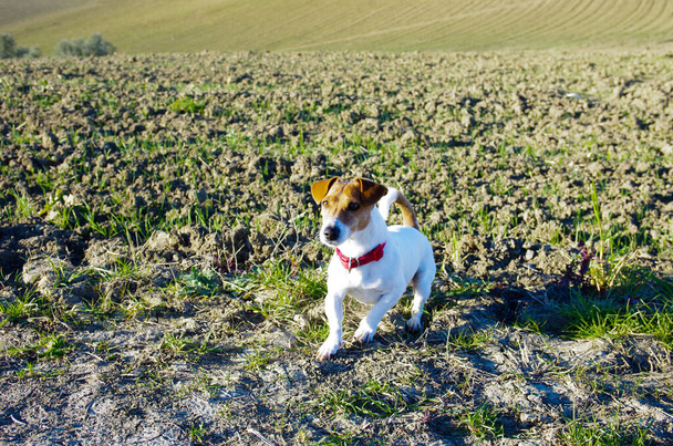 Pies Jack Russell Terrier w pozycji oczekiwania podczas wąchania i obserwowania intruza - Zdjęcie, obraz