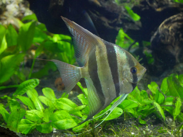 Altum Angelfish nadando en el acuario Fish Tank. Pterophyllum altum, también conocido como pez ángel altum, pez ángel profundo, o pez ángel del Orinoco - Foto, imagen