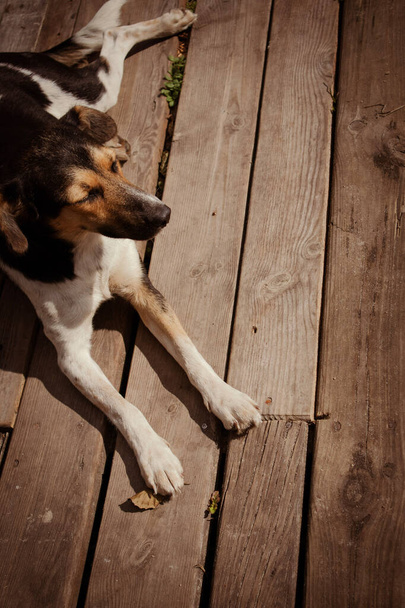 Brown domestic dog lying on a wooden floor. View from above. - Photo, Image