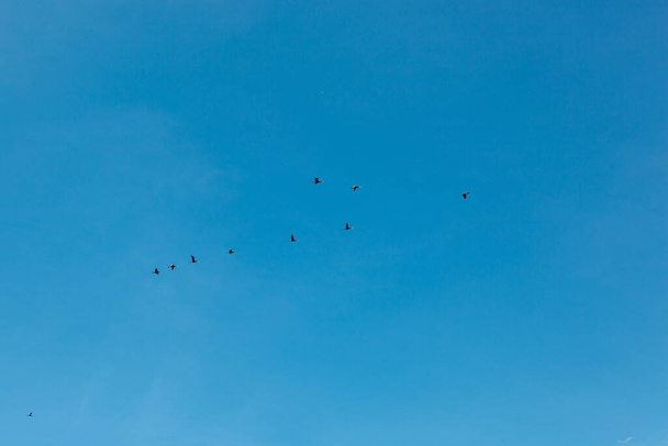 uno stormo di uccelli che volano nel cielo blu primo piano - Foto, immagini