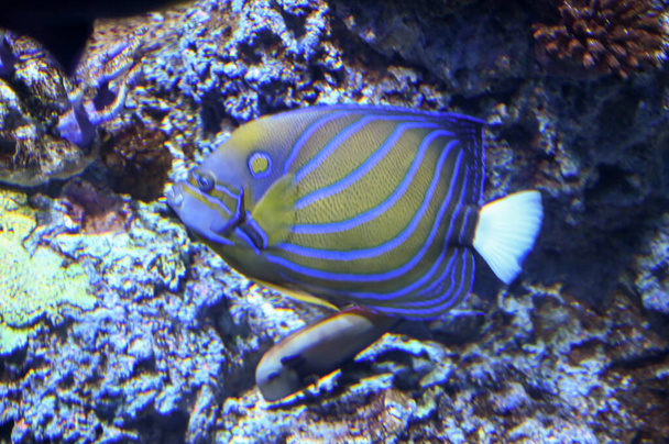 Blaugestreifter Skalar, auch als Blauer Skalar bekannt, ist eine Art von Meerwasserrochenflossenfisch, der im Aquarium schwimmt - Foto, Bild
