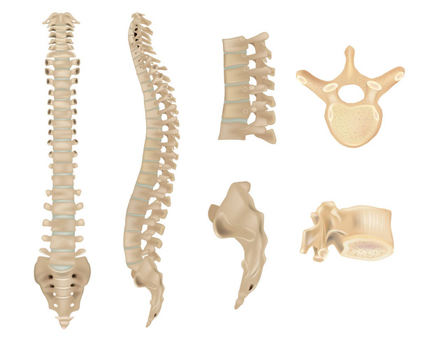 Anatomia da coluna vertebral e vértebras. Ossos vertebrais humanos. Ilustração médica detalhada. Sistema esquelético - Vetor, Imagem