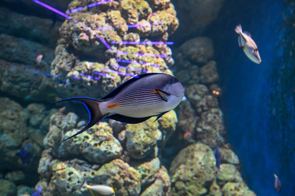 Unikornis hal más néven Naso hal úszás akvárium akvárium akvárium akvárium - Fotó, kép
