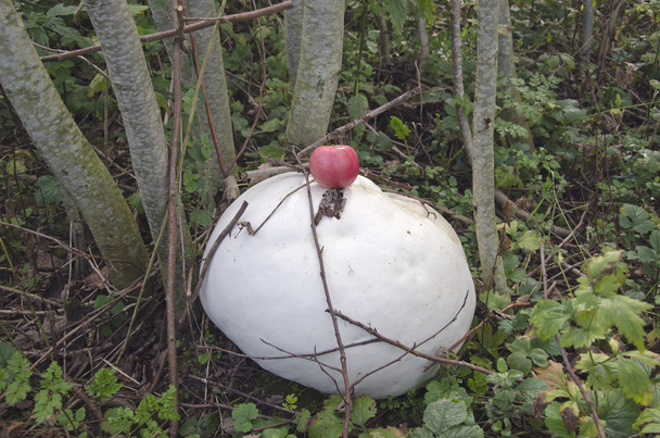 Funghi giganti del puffball Langermannia gigantea e mela
 - Foto, immagini