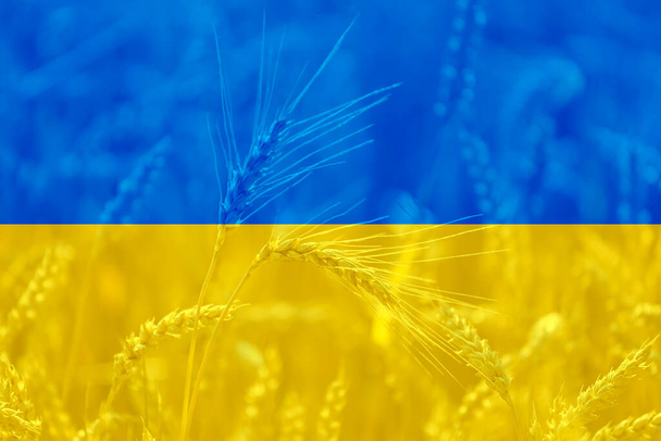 Ukrainian flag at field of wheat agricultural background, world food crisis theme - Photo, Image