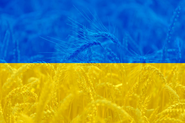 Bandiera ucraina a campo di grano sfondo agricolo, tema crisi alimentare mondiale - Foto, immagini