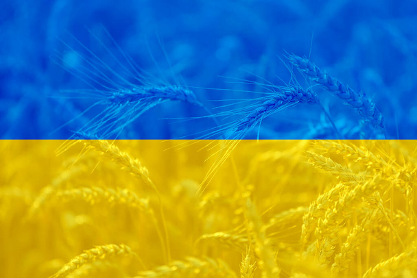Ukrainan lippu alalla vehnän maatalouden tausta, maailman elintarvikekriisi teema - Valokuva, kuva