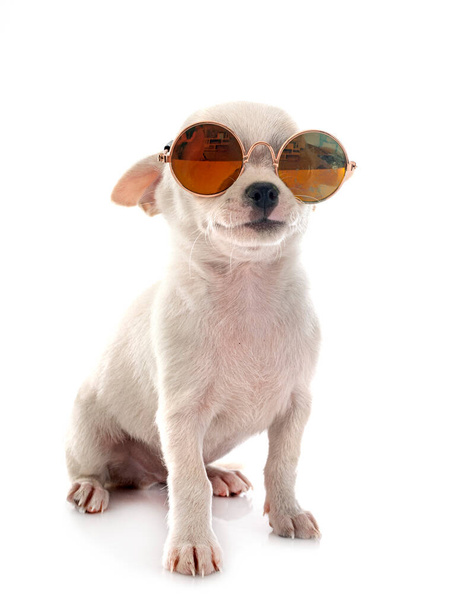 little chihuahua in front of white background - 写真・画像