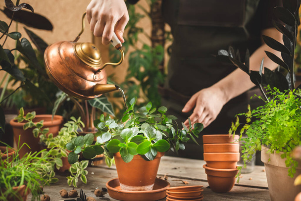 Jardinero femenino con delantal regando planta de interior en maceta en invernadero usando una tetera vintage de cobre. Concepto de cuidado de plantas de primavera - Foto, imagen