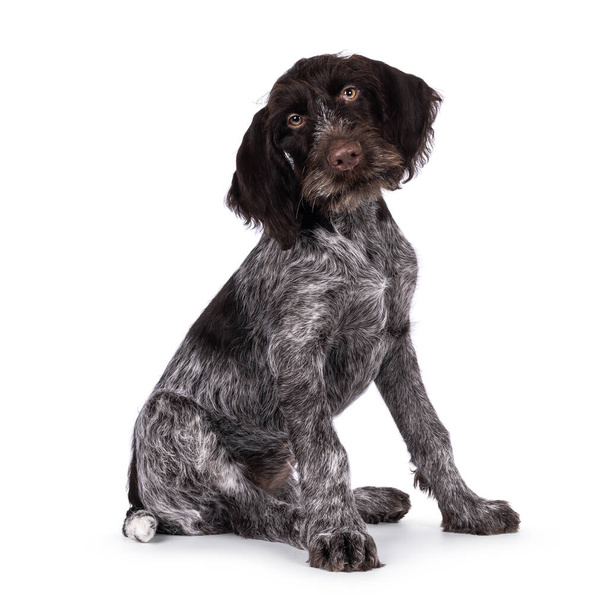 Jonge bruin-witte Duitse wirehaired pointer dog pup, zittend aan de zijkant. Ik kijk recht naar de camera. Geïsoleerd op een witte achtergrond. - Foto, afbeelding