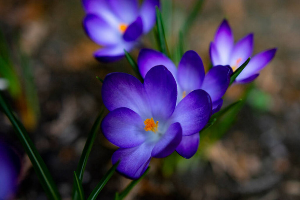 Blaue Blumen im Garten - Foto, Bild