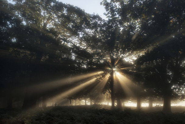 霧の秋秋の s 林の木を通して輝く太陽ビーム - 写真・画像