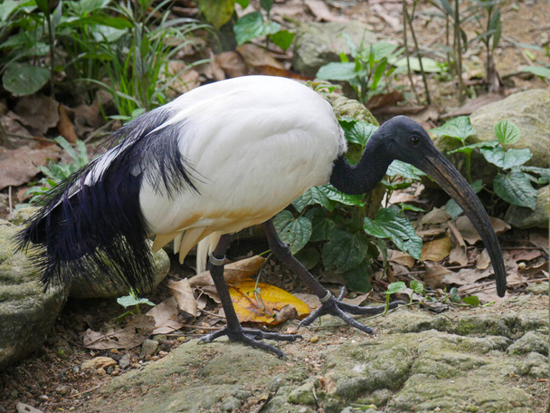 African sacred ibis (Threskiornis aethiopicus) roaming in Park - Фото, изображение