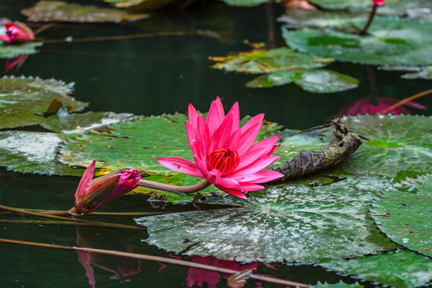 Lilly води квіти
 - Фото, зображення