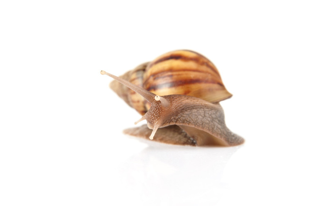 Garden snail isolated on white background. - Фото, зображення