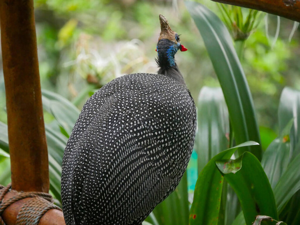 Helmeted guineafowl (Numida meleagris) is the best known of the guineafowl bird family roaming in park - Photo, Image