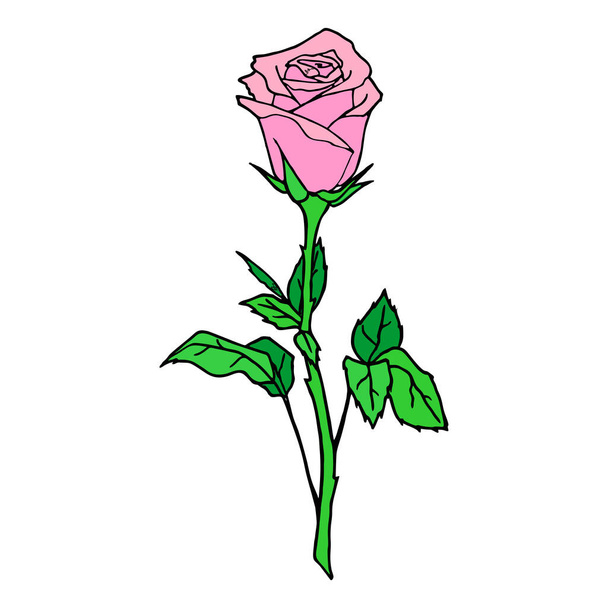 color graphic drawing of one pink rose on a white background, design, art, valentine - Vektor, Bild
