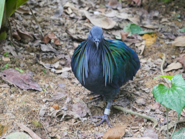 Nicobar pigeon (Caloenas nicobarica) is a bird found on small islands and in coastal regions from the Andaman and Nicobar Islands, India roaming in Park - Photo, Image