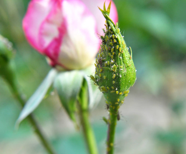 An den Rosenblattläusen (macrosiphum rosae) - pflanzenfressenden Schädlingen - Foto, Bild