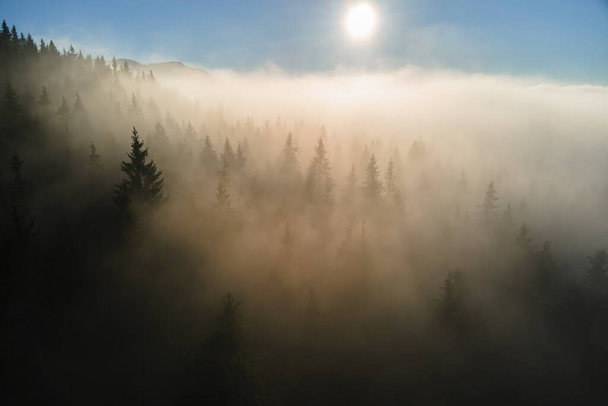 明るい夕日で濃い松林の上に霧の夜の空中ビュー。夕暮れ時の野生の山の森の素晴らしい景色. - 写真・画像