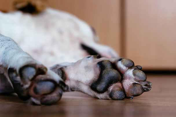 Pigro cane che dorme sul pavimento
 - Foto, immagini