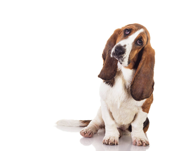 Söpö Basset koira istuu ja katselee ylös, eristetty valkoinen - Valokuva, kuva