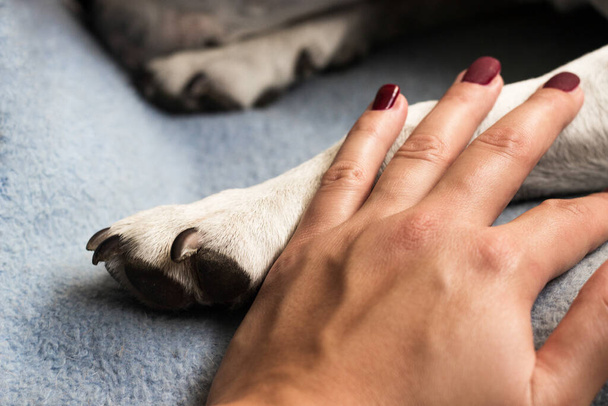 A young woman holds her dog's paw. The dog licks her hand - Photo, Image