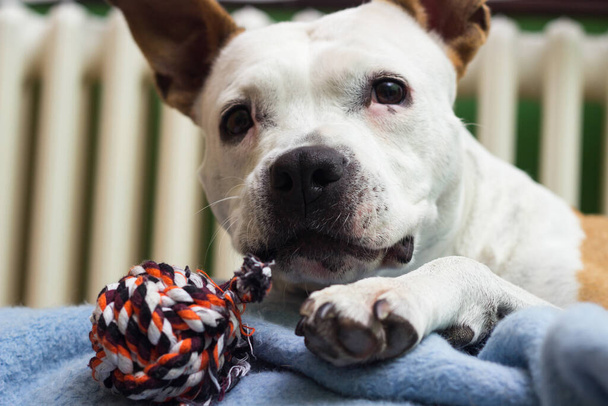 Um cachorro doce com seu brinquedo favorito no cobertor. Em casa - Foto, Imagem