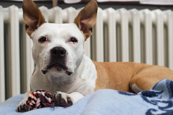 Egy aranyos kutya a kedvenc játékával a takarón. Otthon. - Fotó, kép