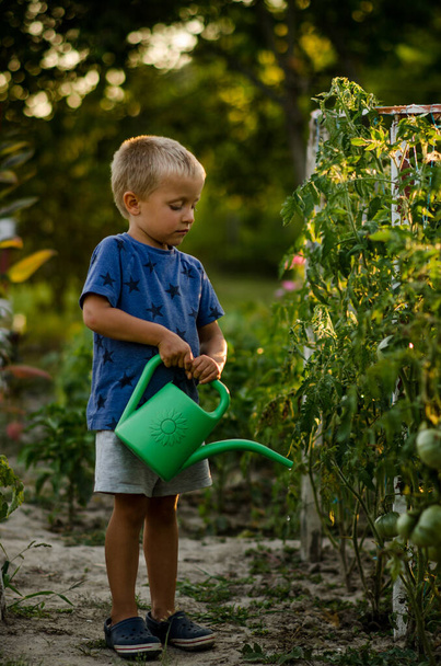 The boy waters the tomatoes in the garden with a watering can. Child helping and having fun on warm summer day. Family, garden, gardening, lifestyle - Foto, Imagen
