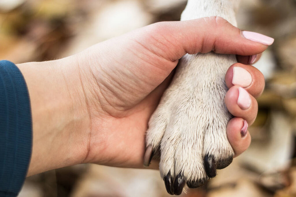 Kättely ja rakkaus ihmisen ja koiran välillä - Valokuva, kuva