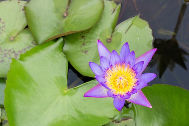 Lotus flower - Valokuva, kuva
