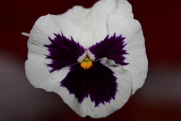 Fower blossom close up botanique fond pansy famille violaceae grande taille impression de haute qualité - Photo, image