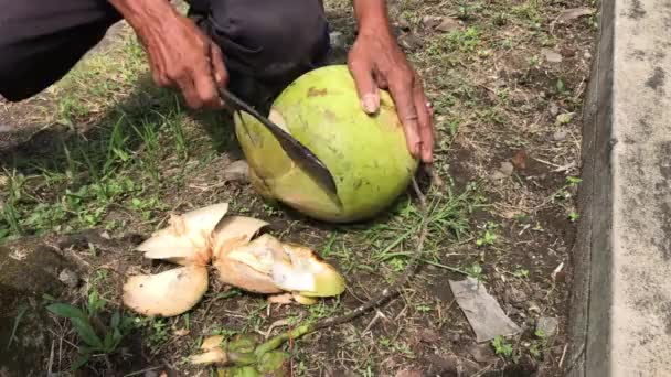 Un uomo spezza una noce di cocco. Tagliare il guscio di cocco verde con un machete per bere acqua di cocco dolce che è rinfrescante e sano, a basso contenuto di zucchero. - Filmati, video