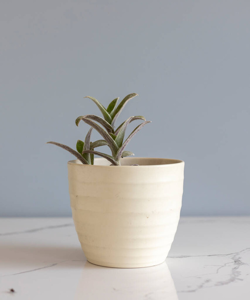 Tradescantia sillamontana succulent plant in a pot - Photo, image