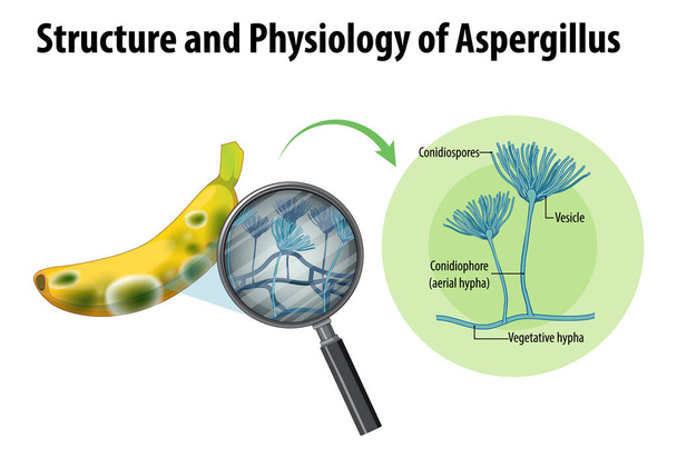 Δομή και φυσιολογία της μπανάνας Aspergillus απεικόνιση - Διάνυσμα, εικόνα